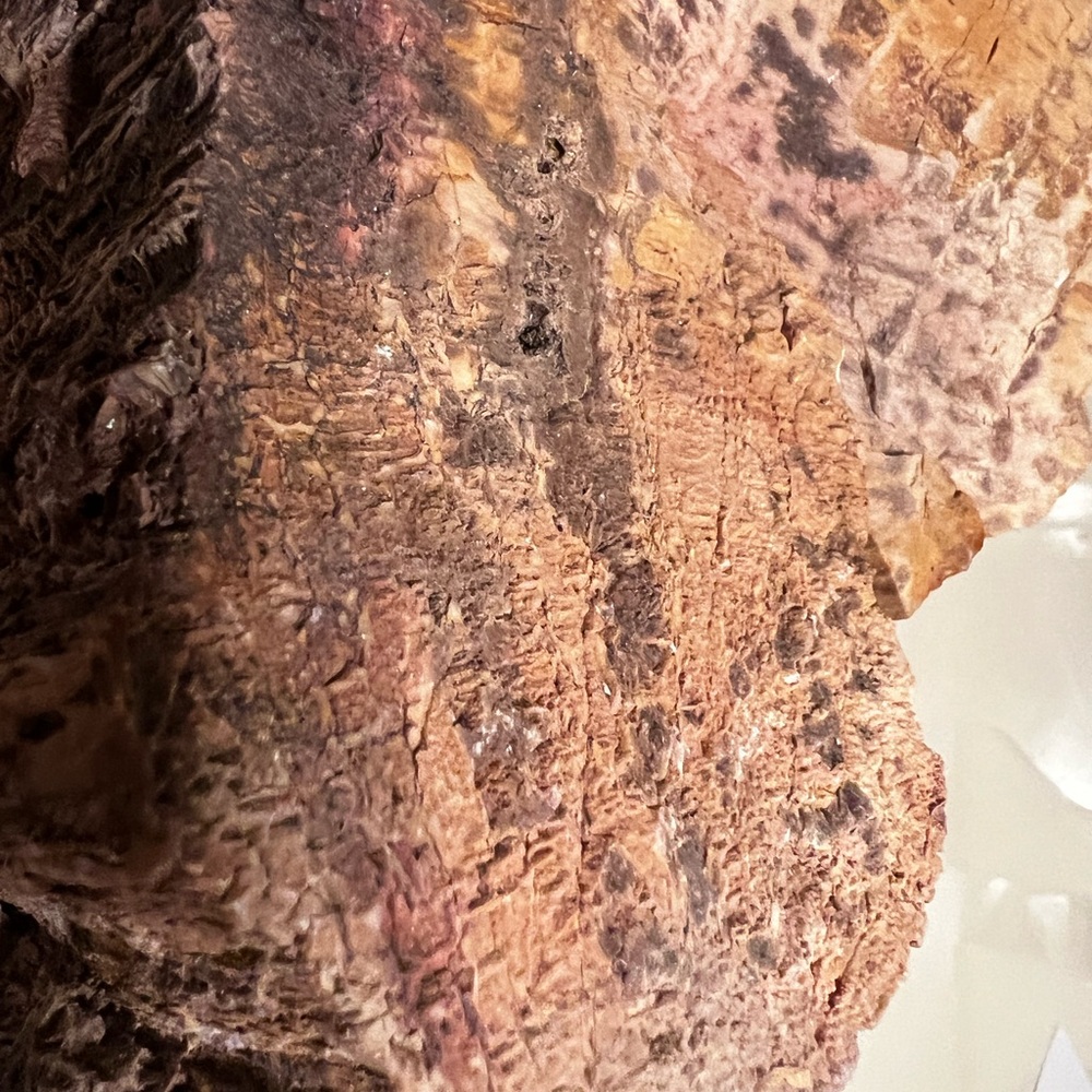 Petrified wood